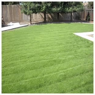 Freash Cut Green Grass 