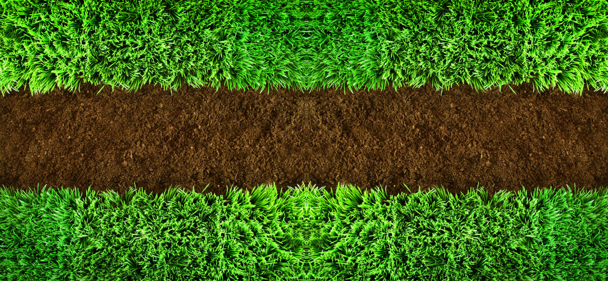 Shrub Maintenance Care